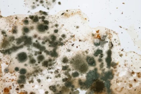 Green and brown mold growth on a white wall.