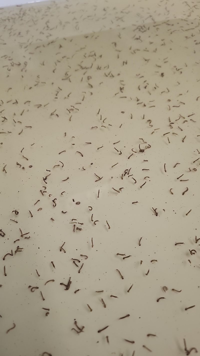 Aedes aegypti mosquito