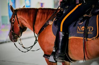 brown nopd mounted unit horse