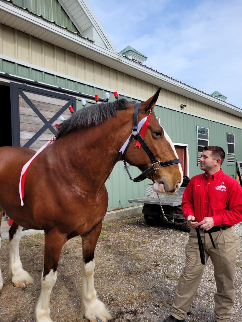 NOPD Clydesdale